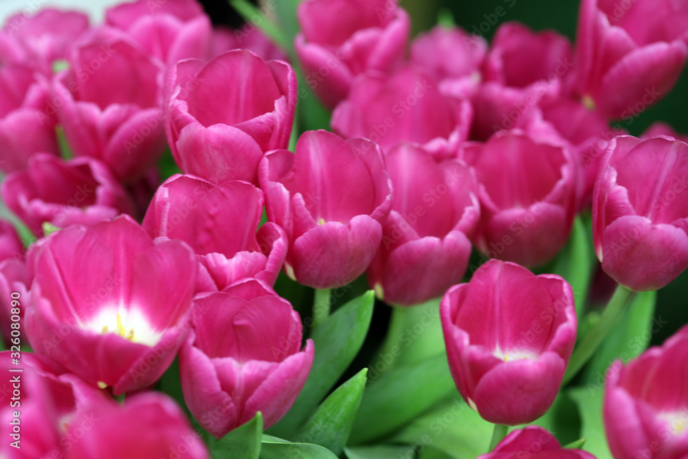 bright red tulips, a bouquet of flowers