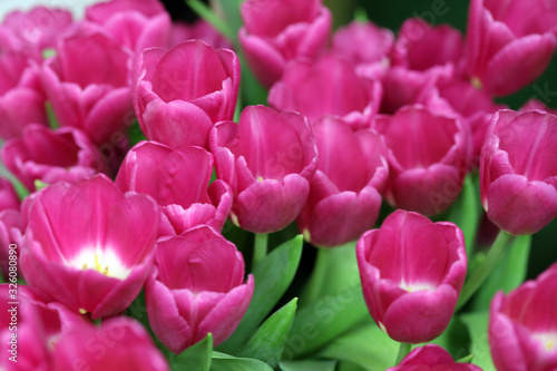bright red tulips, a bouquet of flowers