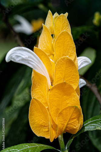 Pachystachys Lutea - Lollipop Plant - Golden Candle - Shrimp Plant - Tropical Flowers Of Hawaii