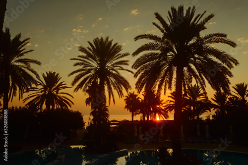 Silhouettes of palm trees at sunset