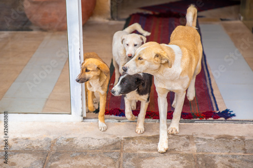 A pack of mongrels, dogs of different ages come out of the house.