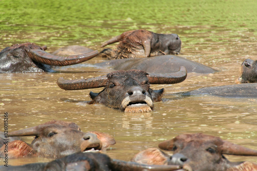 Water Buffalo