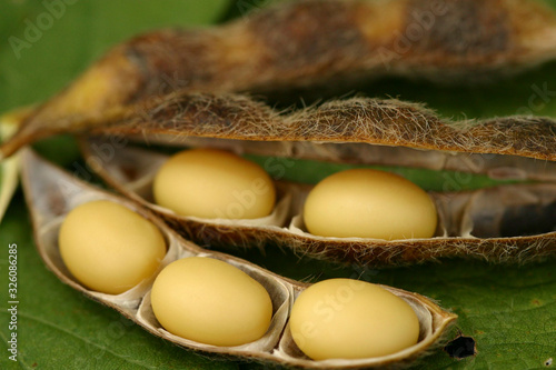 grãos de soja em favo aberto, fava de soja, grãos de soja amarelos photo