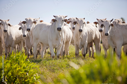 gado nelore no pasto olhando para câmera, novilhos perfeitos, plantel bovino premium photo