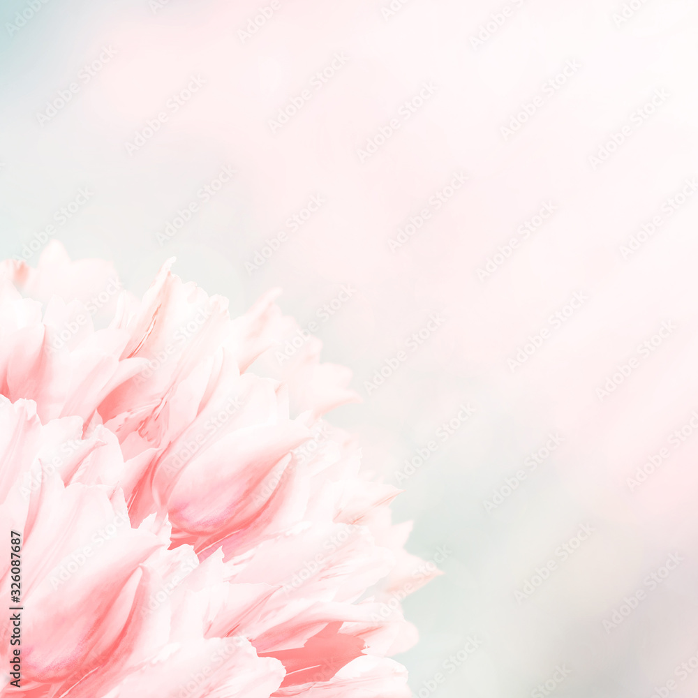Spring flowers, pink background. Blossom tulips on blue and pink background. Sunbeams and bokeh over a blur banner, header or billboard. Valentine, love, Mothers day, wedding, summer and springtime.