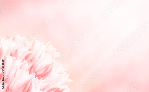 Spring flowers  pink background. Blossom tulips on blue and pink background. Sunbeams and bokeh over a blur banner  header or billboard. Valentine  love  Mothers day  wedding  summer and springtime.