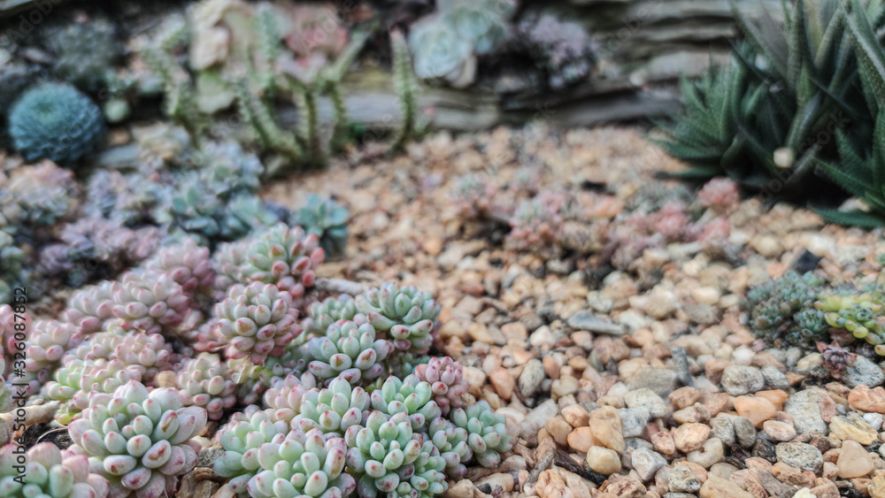 close up of rosetted echeveria, Succulents in desert botanical garden with sand stone pebbles background close up of rosetted echeveria, Succulents in desert botanical garden with sand stone pebbles background