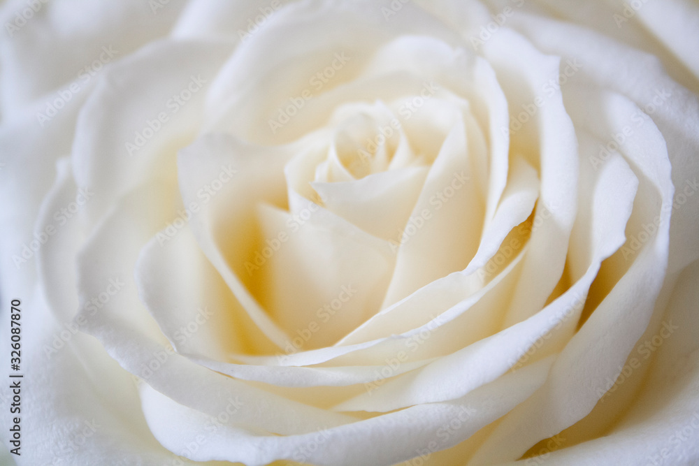 White Rose White Rose