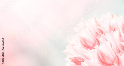 Spring flowers  pink background. Blossom tulips on blue and pink background. Sunbeams and bokeh over a blur banner  header or billboard. Valentine  love  Mothers day  wedding  summer and springtime.