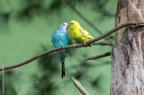 Wallpaper Mural Pair of parrot sitting on branch. Wildlife love scene from trop. Torontodigital.ca