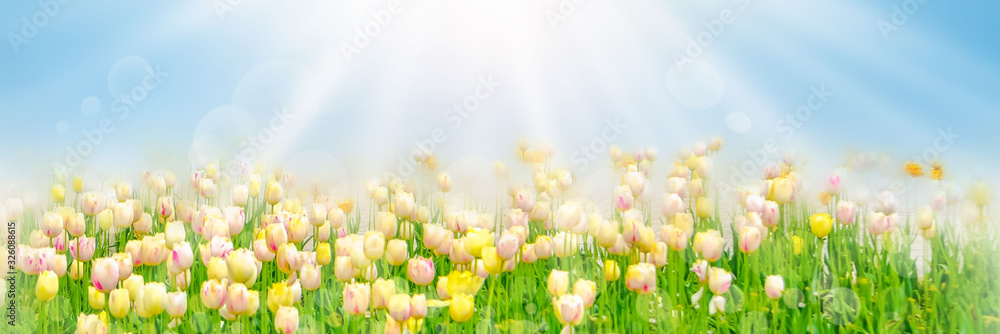 Fototapeta premium Spring flowers, pink background. Blossom tulips on blue and pink background. Sunbeams and bokeh over a blur banner, header or billboard. Valentine, love, Mothers day, wedding, summer and springtime.