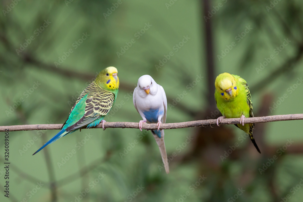 Obraz premium Three parrot sitting on branch. Wildlife scene from trop.
