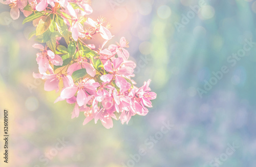 Spring flowers  floral background. Blossom tree over gentle soft blue and pink background. Sunbeams and bokeh over a blue sky  flowering branches. Sunny day  summer  springtime.