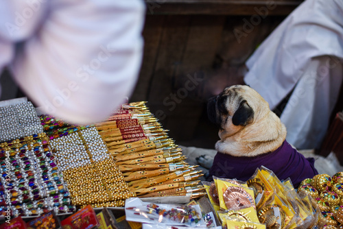 a dog selling holy worship product in market in Haridwar Har ki Pauri Uttarakhand  photo