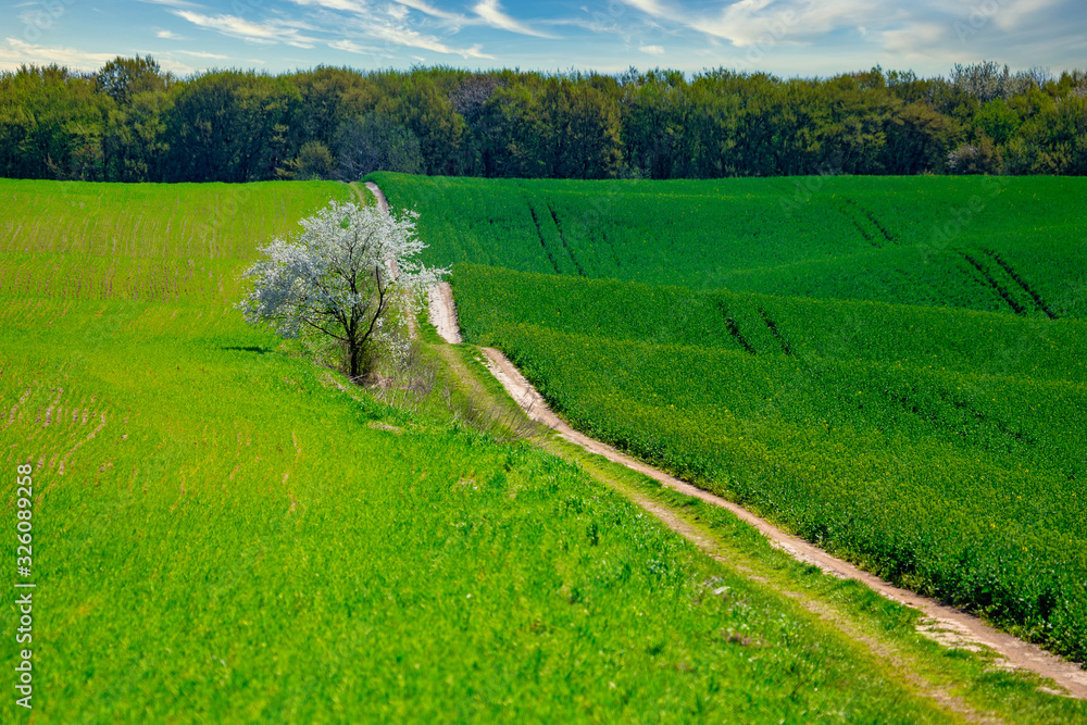 Springtime background with copy space. Cherry tree in blossom in the middle of hillside landscape with green agricultural fields. Springtime background with copy space. Cherry tree in blossom in the middle of hillside landscape with green agricultural fields.