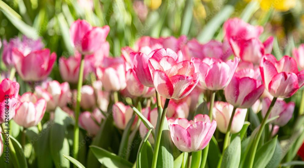 Tulip. Beautiful bouquet of tulips. colorful tulips. tulips in spring,colourful tulip