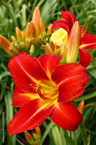 Fresh beautiful flowers of a hemerocallis with bright red petals against the background of other flower and leaves.