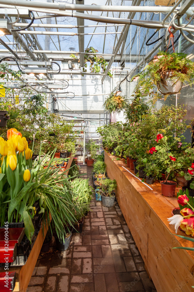 Interior of a greenhouse for growing flowers and plants. Flowers in hothouse in spring