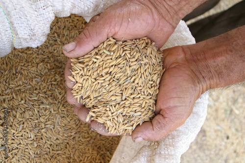 mão segurando arroz ainda em casca, visto do alto, saca de arroz photo