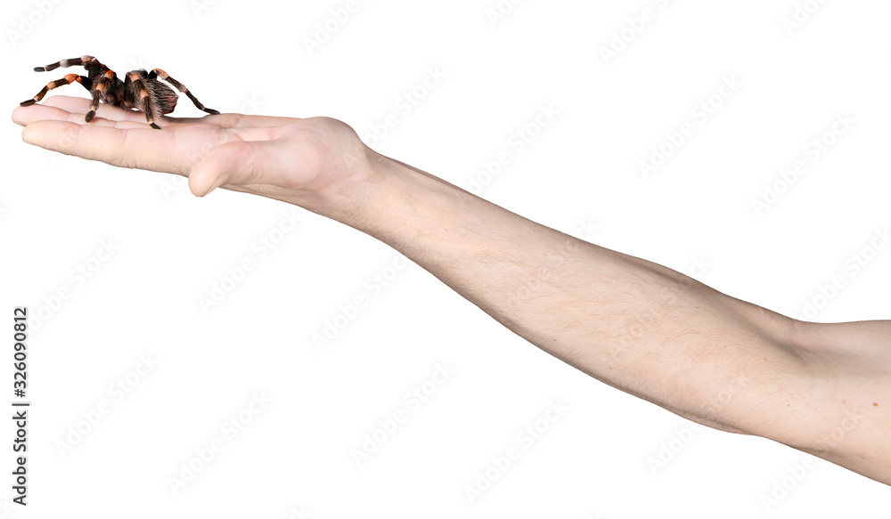 Obraz premium Hand holds a spider, isolate on white