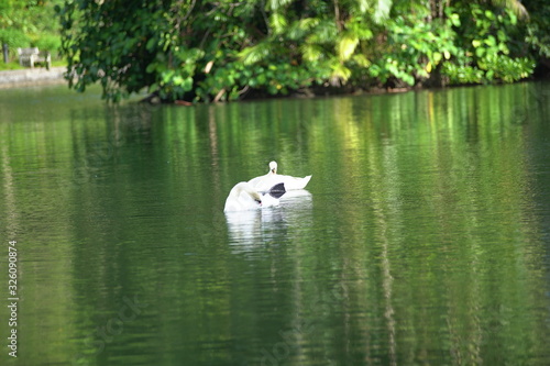 The White Swan in the lake