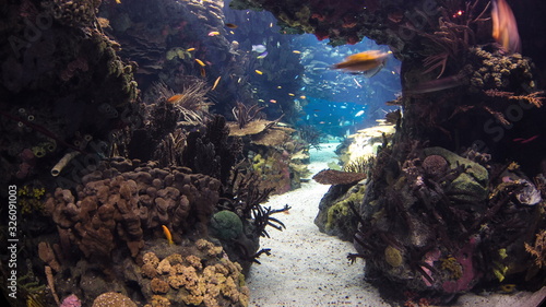 Fishes in Lisbon Oceanarium with corals  Portugal timelapse