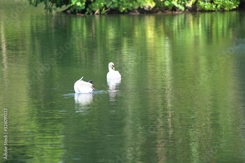 The White Swan in the lake