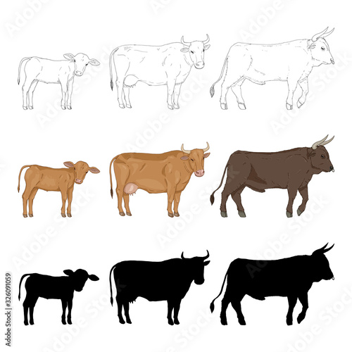 Cow, Bull and Calf. Sketch, Cartoon and Silhouette Illustration Set.