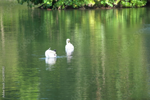 The White Swan in the lake