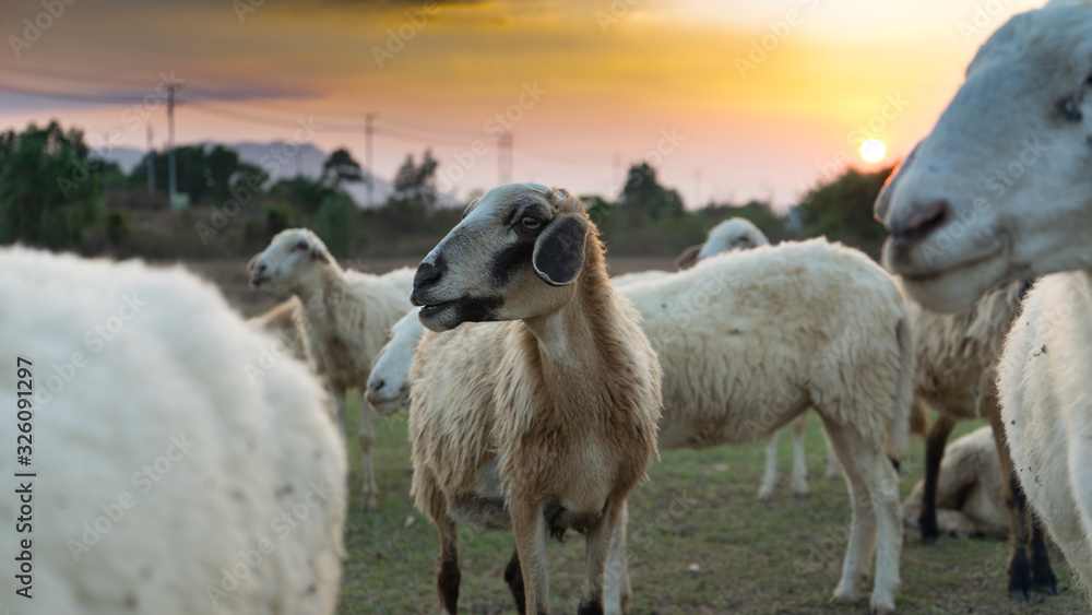 Fototapeta premium White sheep on the farm with beautiful sunset in background.Many vietnamese sheep in the village walking around in field landscape. Farm animals concept.Vung Tau,Vietnam