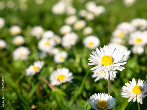 little daisies on a field