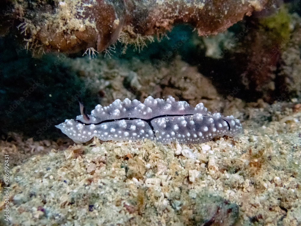 A Rudman's Phyllidiella (Phyllidiella rudmani) A Rudman's Phyllidiella (Phyllidiella rudmani)