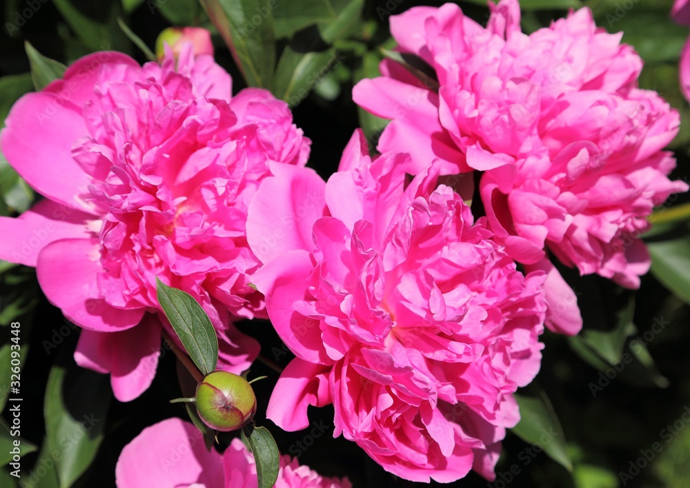 Blooming peonies.