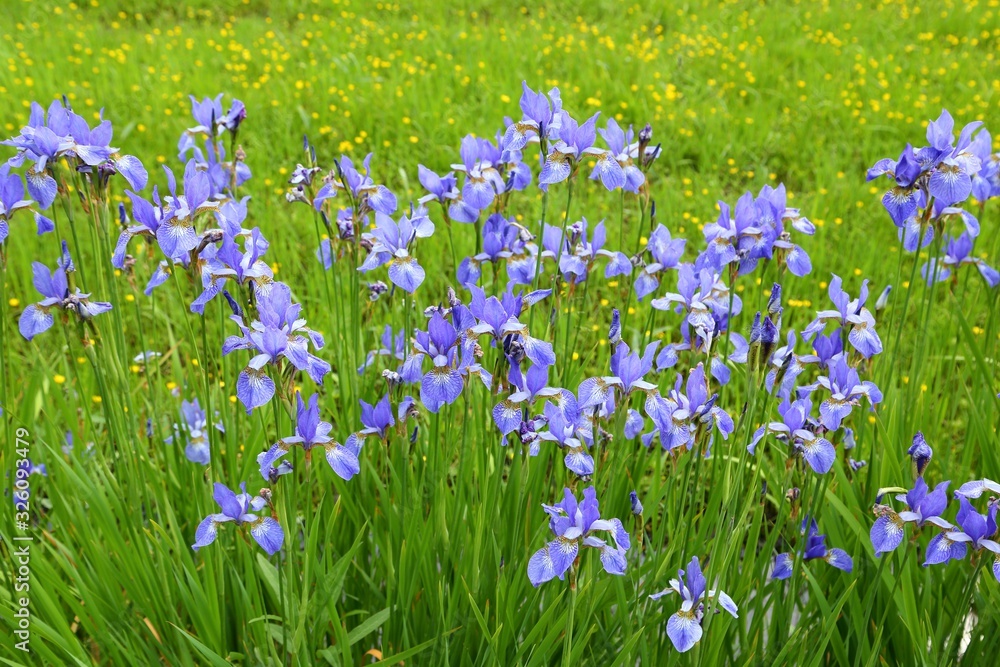 Iris sibirica.