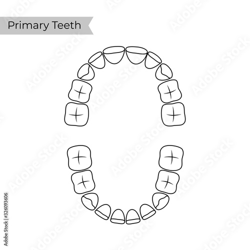 Vector isolated illustration of tooth 