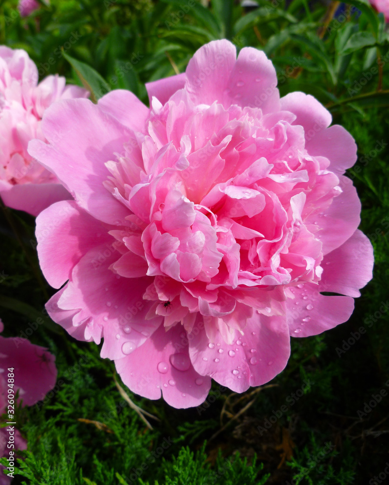 Paeonia plant in full bloom. Magenta peony flower (Paeonia lactiflora). Closeup nature view of pink fresh pion flower on blurred greenery floral background.