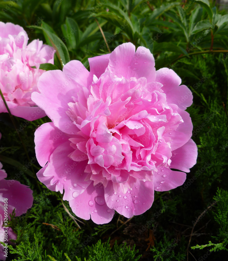 Paeonia plant in full bloom. Magenta peony flower (Paeonia lactiflora). Closeup nature view of pink fresh pion flower on blurred greenery floral background. Paeonia plant in full bloom. Magenta peony flower (Paeonia lactiflora). Closeup nature view of pink fresh pion flower on blurred greenery floral background.