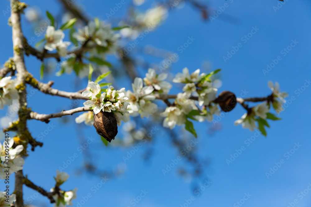 Beautiful flowers of five petals in white or pink tones, from which the fruits and their seeds will later emerge. They are the almonds of Mallorca. Beautiful flowers of five petals in white or pink tones, from which the fruits and their seeds will later emerge. They are the almonds of Mallorca.