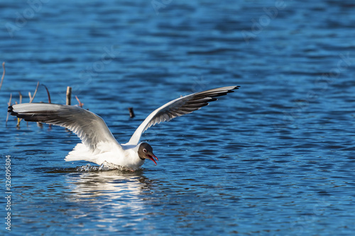 Black-headed gull landing on the water