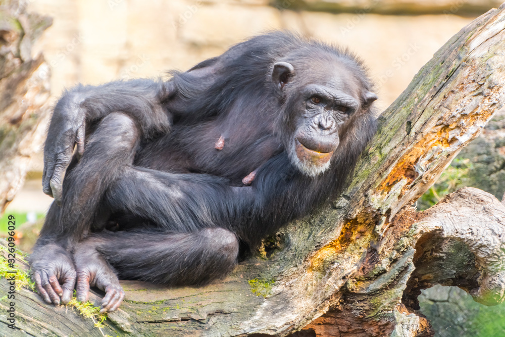 An adult western chimpanzee is resting on a tree An adult western chimpanzee is resting on a tree