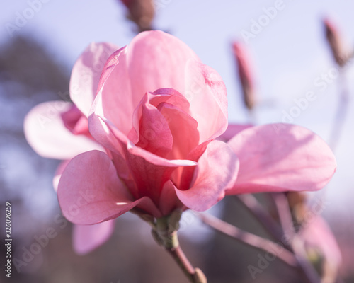 Fototapeta Naklejka Na Ścianę i Meble -  Pink magnolia flowers on a branch blooming in the garden
