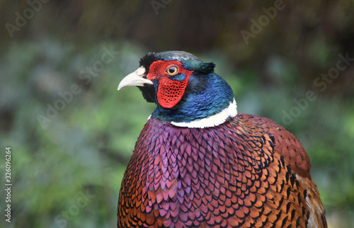Wallpaper Mural Male Pheasant Close Up  Torontodigital.ca
