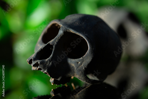 monkey skull © Ipman65