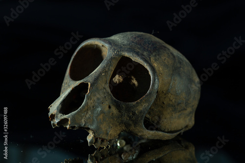monkey skull
