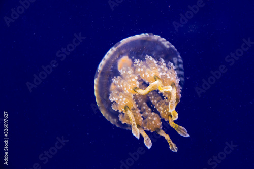 Spotted jelly or Papuan jellyfish in water