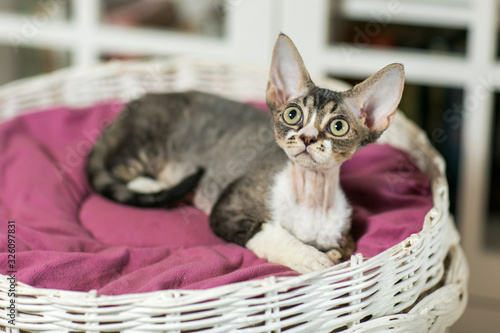 Obraz na plátně Beautiful devon rex cat is sitting on the scratching post