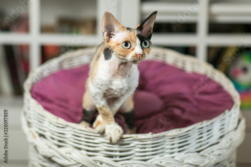 Beautiful devon rex cat is sitting on the scratching post photo