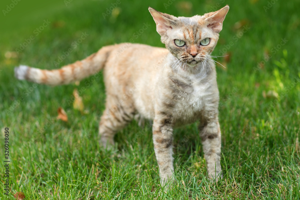 Curious Funny Young Red Ginger Devon Rex Kitten In Green Grass