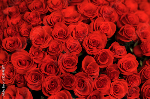 Natural red roses background close up