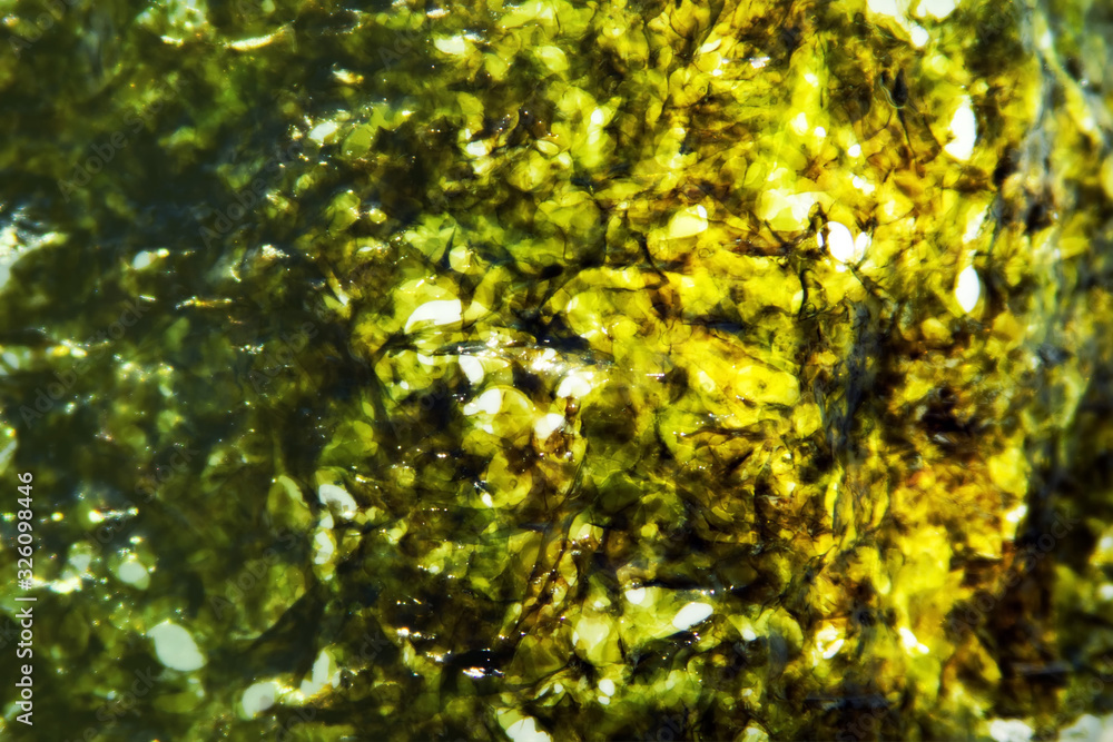 Texture of dried pressed seaweed close-up Texture of dried pressed seaweed close-up